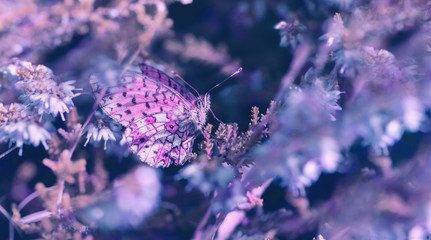 Wall Mural - Beautiful flowers, butterfly in the dreamy meadow. Delicate pink and blue colors pastel toned. Shallow depth macro background. Greeting card template. Nature floral springtime