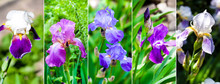 Collage Of Images Of Various Beautiful Iris Flowers