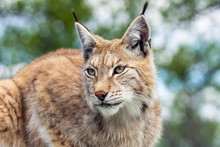 Closeup And Detailed Animal Wildlife Portrait Of A Beautiful Eurasian Lynx (lynx Lynx, Felis Lynx), Outdoors In The Wilderness. Eye Contact And Close Encounter, Details Of Tufts And Face. 