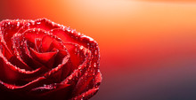 Rose Flower With Water Drop On Red Background