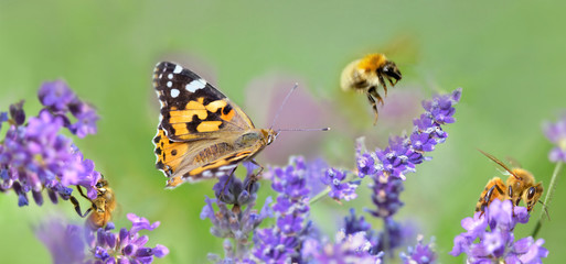 Wall Mural - few honeybee and butterfly on lavender flowers in panoramic view