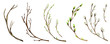 Watercolor tree branch with green leaves, pussy willow. For Spring Easter wreath, frame maiking Hand drawn illustration. Isolated design element for invitations, poster, greeting card concept.