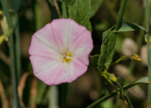 Pink Morning Glory Flower Closeup