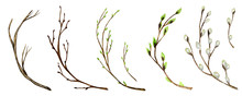 Watercolor Tree Branch With Green Leaves, Pussy Willow. For Spring Easter Wreath, Frame Maiking Hand Drawn Illustration. Isolated Design Element For Invitations, Poster, Greeting Card Concept.