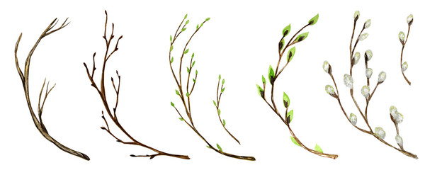 watercolor tree branch with green leaves, pussy willow. for spring easter wreath, frame maiking hand
