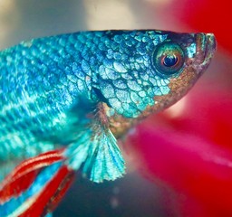 colourful fish in an aquarium