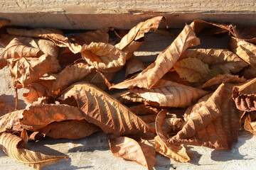 dry leaf on the autumn 