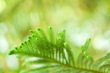 blurred, Pine leaves with bokeh background.