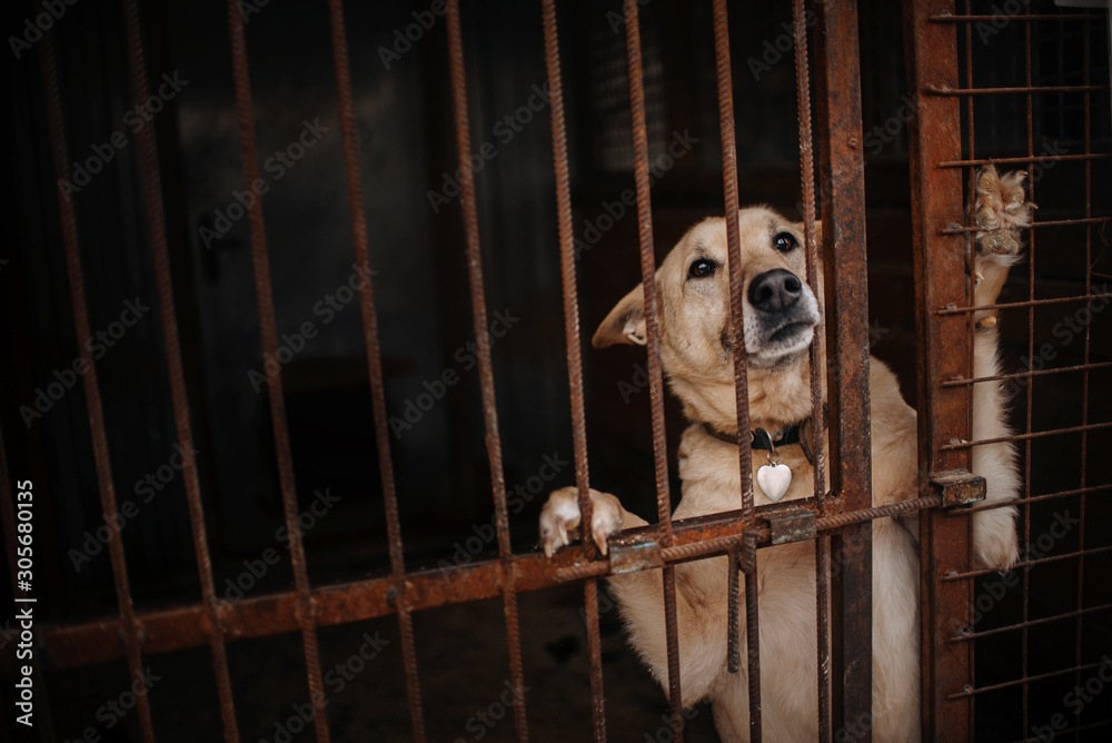 sad mixed breed dog posing in a cage in animal shelter - obrazy, fototapety, plakaty 