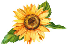 Watercolor Illustration, Sunflower On Isolated White Background.