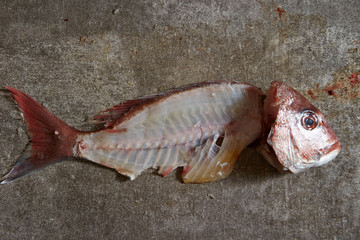 Poster - Red sea bream fish fillet 