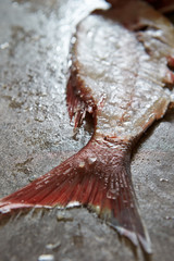 Poster - Red sea bream fish fillet 