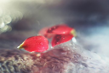 Wall Mural - red flower petal with a drop of water macro