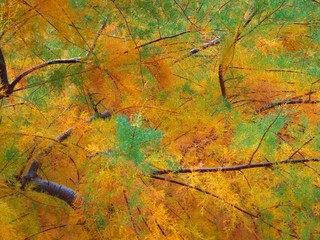 Wall Mural - fall