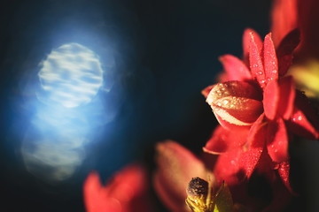 Wall Mural - kalanchoe flower macro bokeh. red flower with a drop of water close up on a blue background