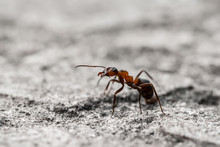 Macro Of A Single Orange Translucent Ant On Gray Ground. Shallow Depth Of Field
