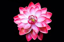 Pink Lotus Water Lily Flower Isolated On Black Background