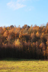 autumn landscape with trees and blue sky