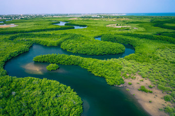 Wall Mural - Gambia Mangroves. Aerial view of mangrove forest in Gambia. Photo made by drone from above. Africa Natural Landscape.