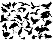 Isolated Thirty One Black Birds