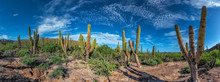 Baja California Sur Giant Cactus In Desert