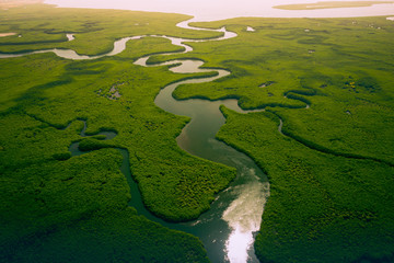 gambia mangroves. aerial view of mangrove forest in gambia. photo made by drone from above. africa n