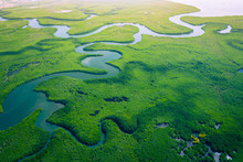 Gambia Mangroves. Aerial View Of Mangrove Forest In Gambia. Photo Made By Drone From Above. Africa Natural Landscape.