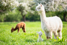 White Alpaca With Offspring, South American Mammal