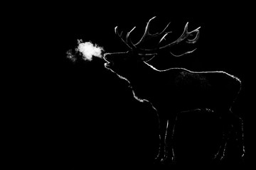 Canvas Print - howling of a deer with a black background