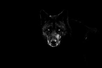 Leinwandbilder - Black wolf with a black background