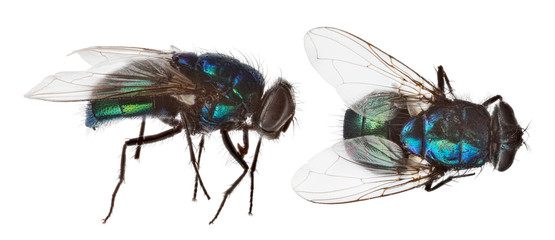 blue and green fly two views on white