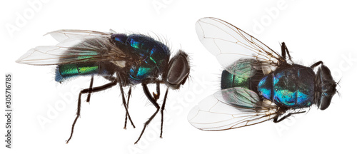 Fotomural blue and green fly two views on white