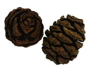 Two sequoia cone on white background