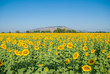 sunflowers, sunflowers farm, sunflowers from Thailand country