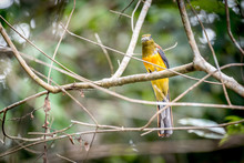 Orange-breasted Trogon Perching On Branch And Looking Wild Fruit For Eat.