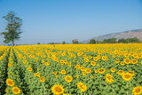 Fototapeta Dmuchawce - sunflowers, sunflowers farm, sunflowers from Thailand country