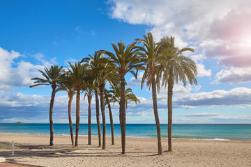 Wall Mural - Palm trees on the beach against the background of the sea and blue sky with beautiful clouds in the sun. Villajoyosa, Spain