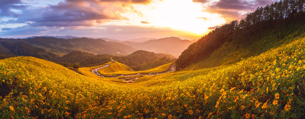 panorama of tung bua tong forest park at sunset