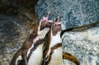 Zwei singende Humbold Pinguine