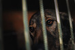 close up of dog eyes behind bars in animal shelter