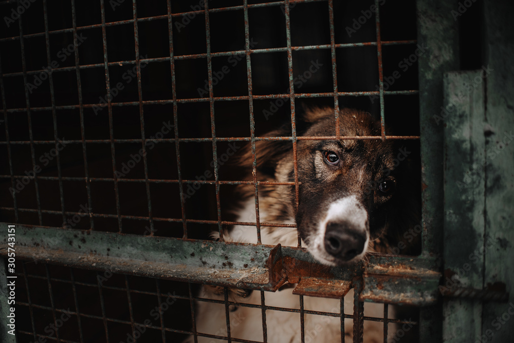 sad dog posing behind bars in an animal shelter - obrazy, fototapety, plakaty 