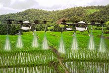 Agriculture Drone Flying On The Green Rice Fields With Morning Dew Drops.