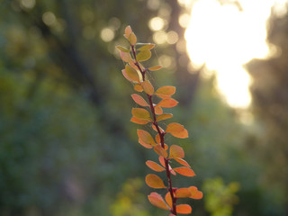 Wall Mural - branch of a bush in autumn