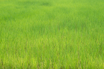 Selective focus nature green grass rice field agriculture scenery landscape background