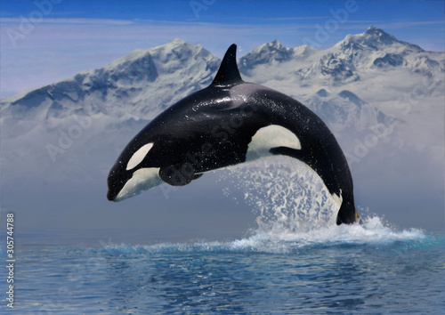 Photographie Schwertwal (Orcinus orca) sprung aus Wasser vor Bergkulisse