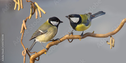 Fotografía Kohlmeise (Parus major) zwei Meisen sitzen auf Ast