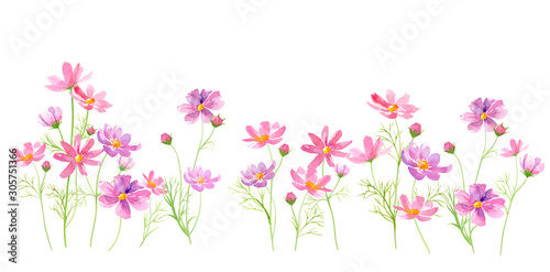 コスモスの花の咲く道 水彩イラスト Stock Illustration Adobe Stock