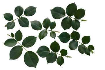 Green rose leaves isolated on white