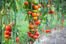 Tomatoes In The Field
