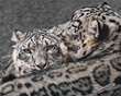 Snow Leopard Pair V